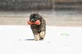 PETIT CHIEN LION 224